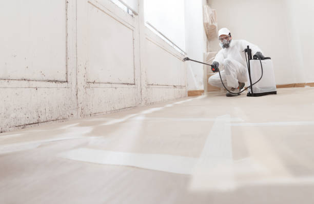 Black mold remediation team in Media